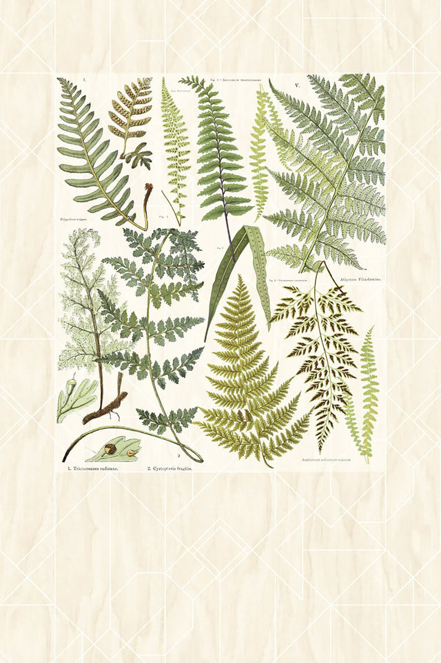 Athyrium Natural Botanical Vintage Graphic Wall Mural - Eijffinger EJ366102