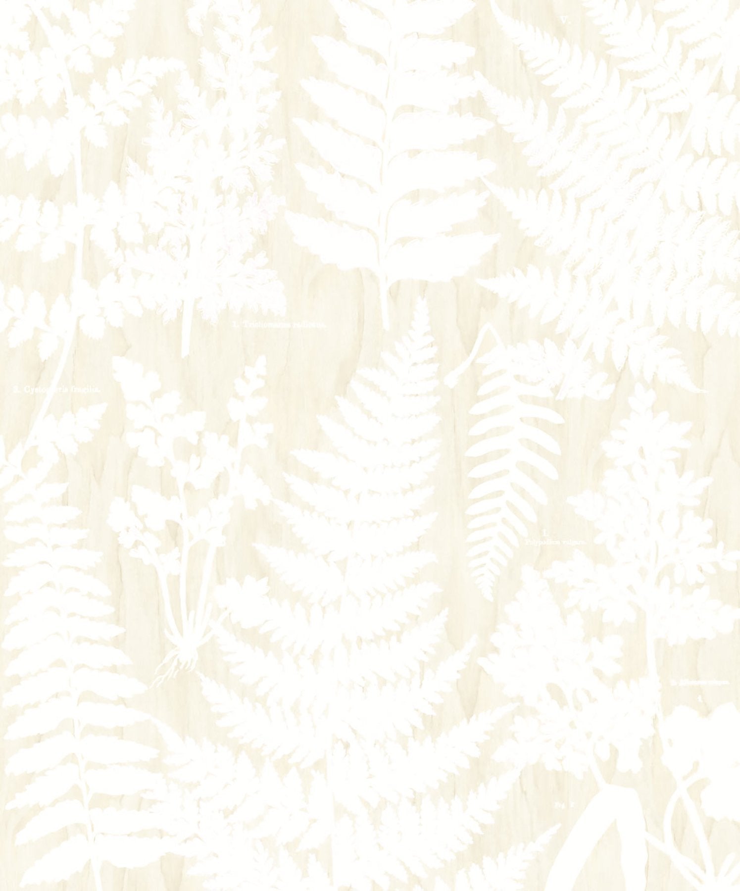Herbarium White Wall Mural with Botanical Fern Motif - Eijffinger EJ366106
