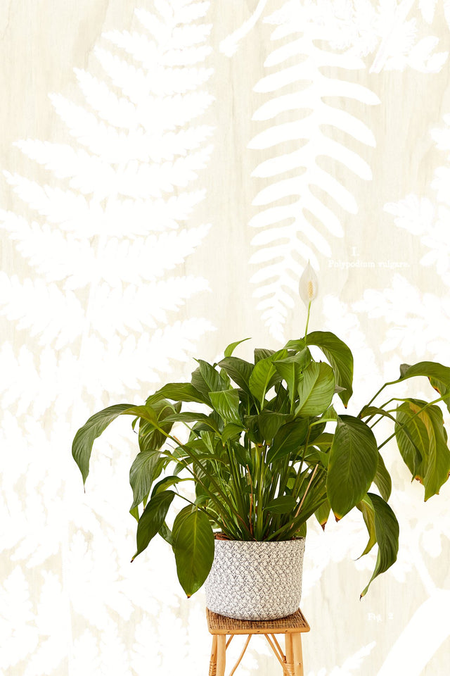 Herbarium White Wall Mural with Botanical Fern Motif - Eijffinger EJ366106