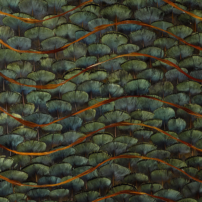 Emerald Bay wallcovering in Peacock colorway, featuring hand-applied natural feathers in a dense, overlapping pattern with iridescent sheen.