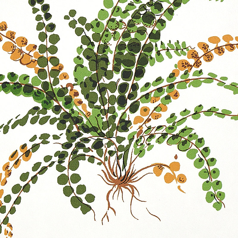 LES FOUGERES Botanical Fern Wallpaper in Document by Schumacher – 5010660