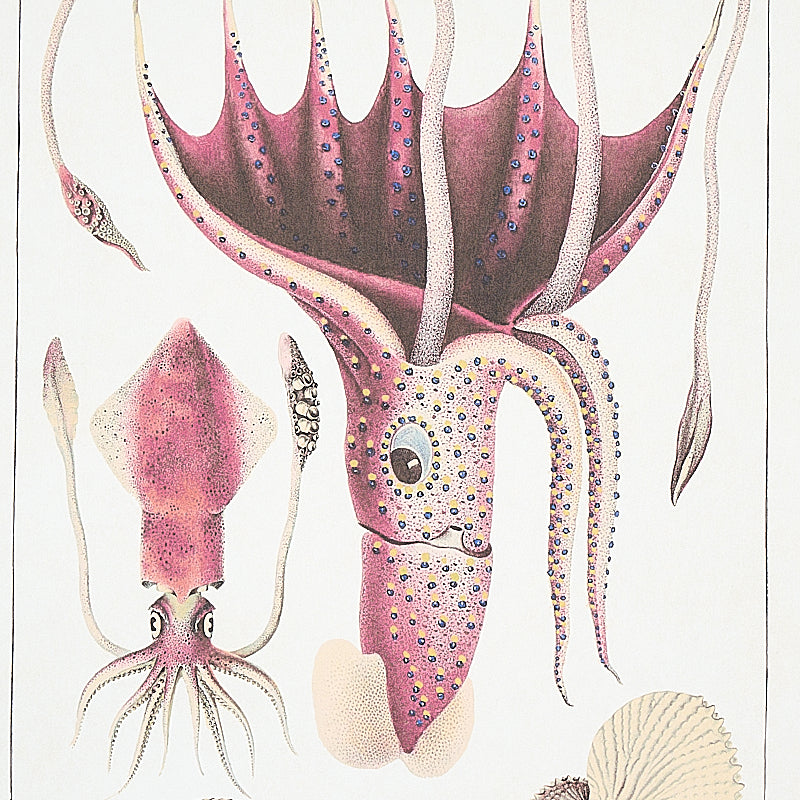 Bauhin Document Multi by Schumacher Botanical Bookplate Wallpaper – Schumacher 5012090