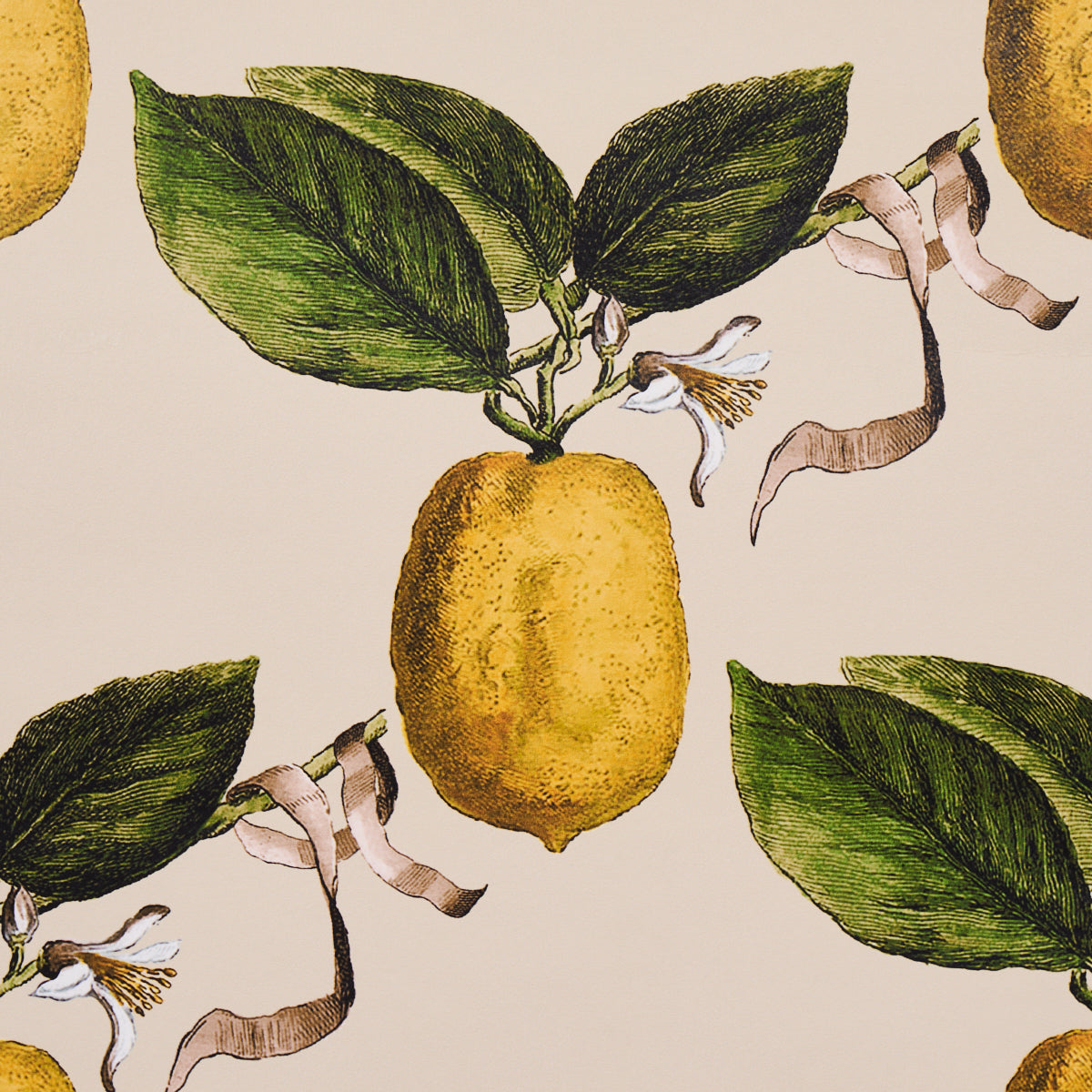 Le Citron Natural by Johnson Hartig Botanical Lemon Wallpaper – Schumacher 5014282