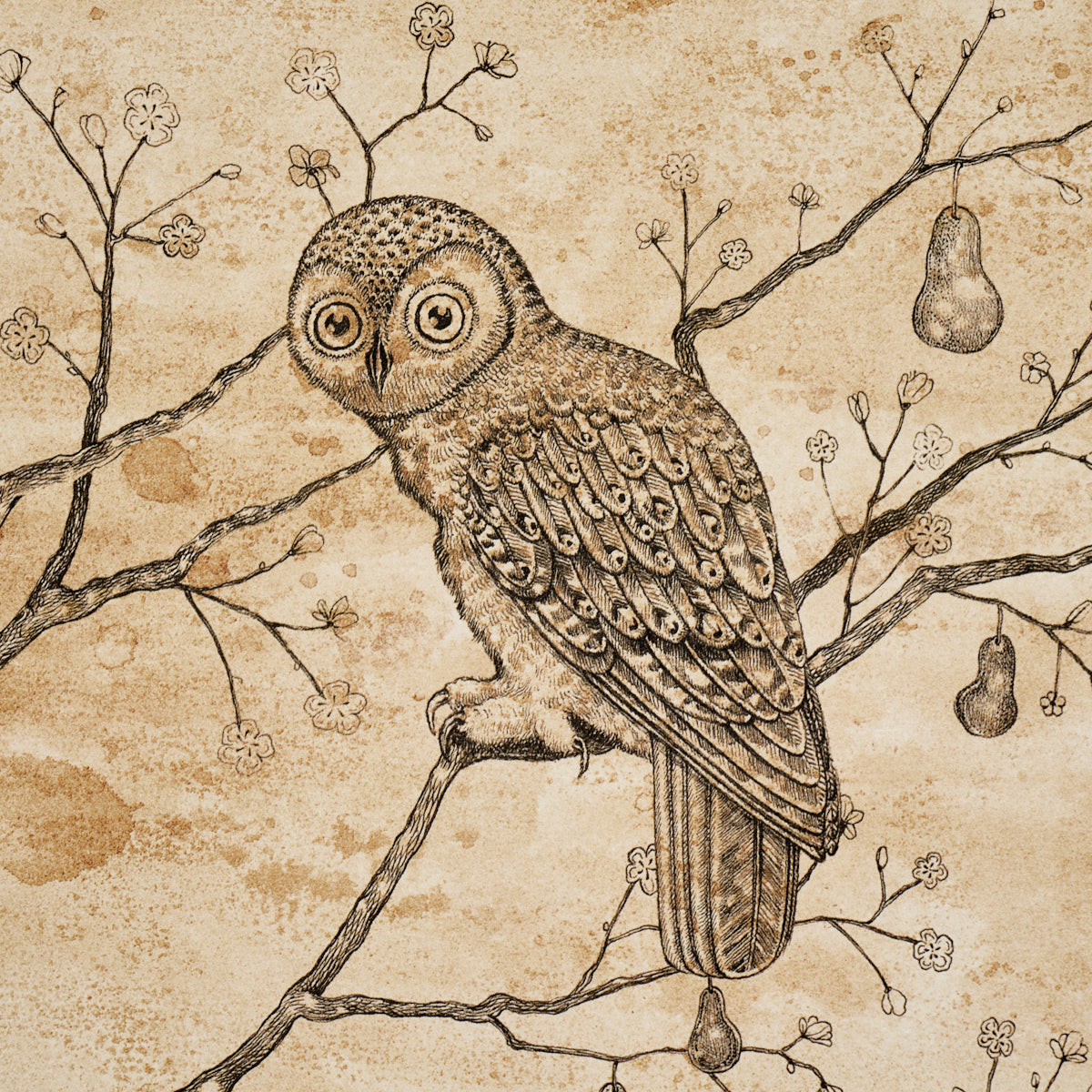 L'Attesa Nella Notte Parchment by Schumacher Luxe Lodge Artistic Owl Wallpaper – Schumacher 5017090