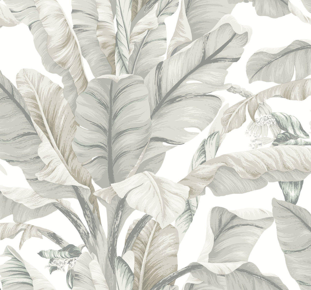 Banana Leaf White & Cream Wallpaper with Tropical Banana Leaf Motif - York BW3972