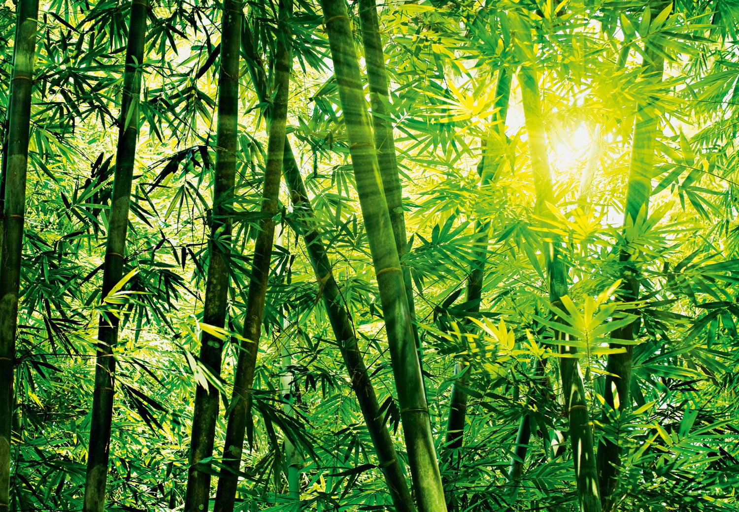 Bamboo Forest Greens Wall Mural with Scenic Nature Pattern - Wizard & Genius WG123