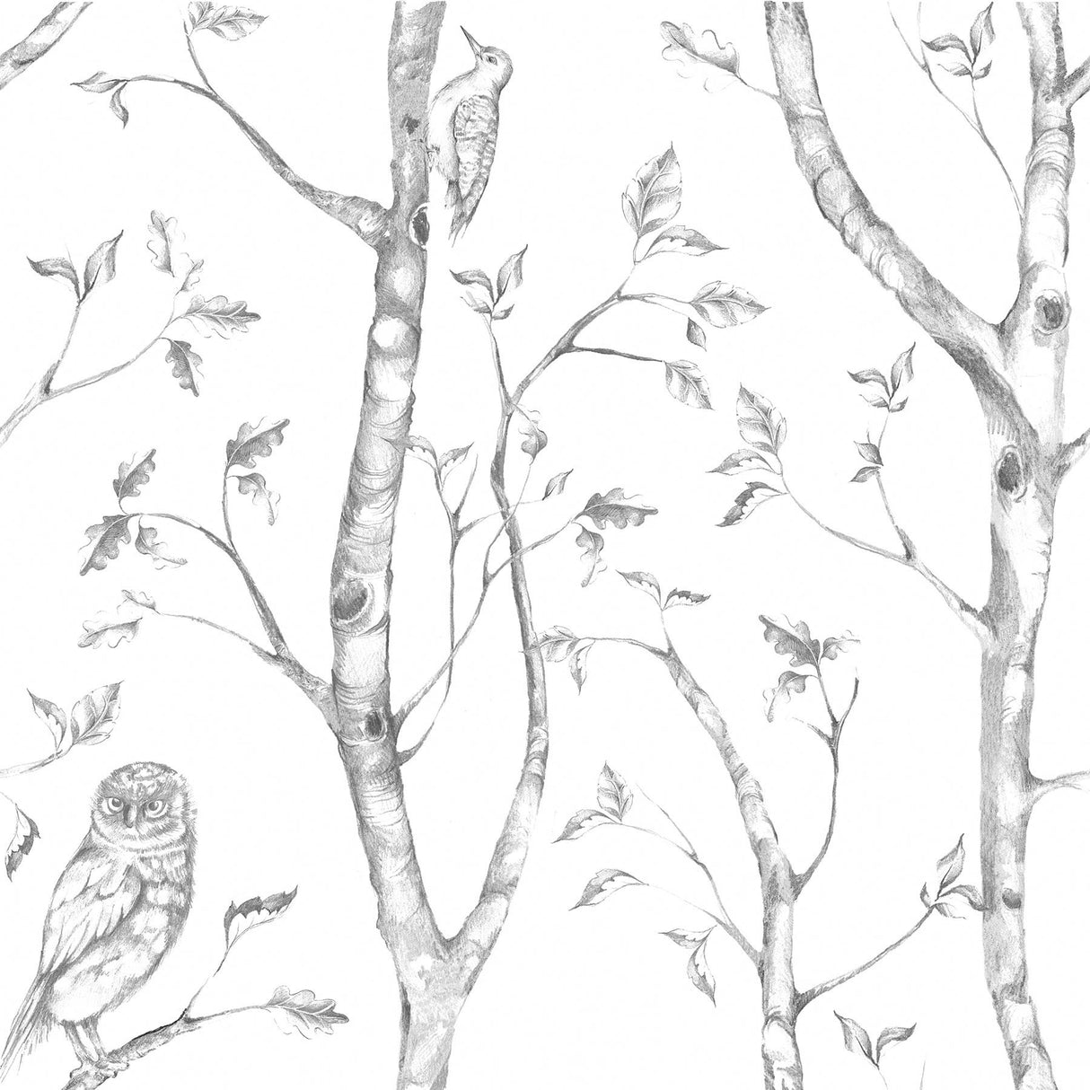 Grey Woods Peel & Stick Wallpaper with Nature Birch Trees and Owls - Brewster NUW1412