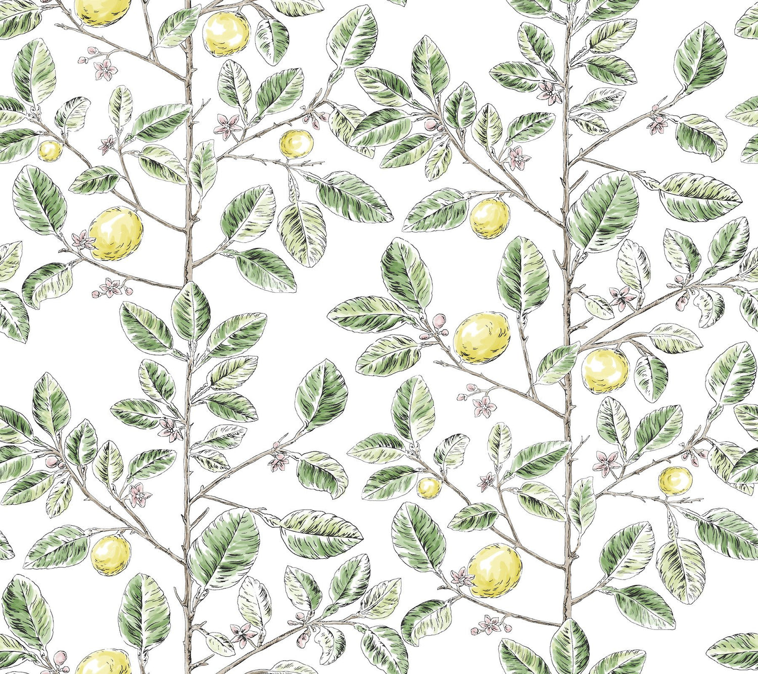 Limoncello Toile Green Wallpaper with Modern Toile Botanical Pattern - York RT7911