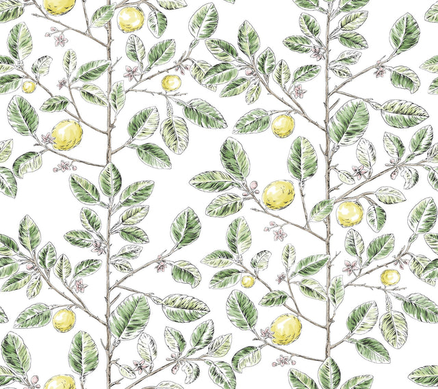 Limoncello Toile Green Wallpaper with Modern Toile Botanical Pattern - York RT7911