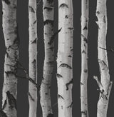 Distinctive Black Birch Tree Wallpaper with Feature Wall Trees Motif - Fine Decor 2900-31052