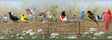Flock Multicolor Menagerie Wallpaper Border by Chesapeake featuring colorful woodland birds perched on a rustic wooden fence surrounded by wildflowers
