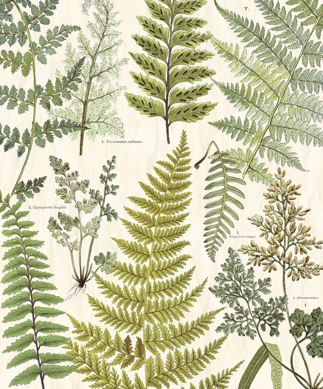 Herbarium Green Wall Mural with Vintage Botanical Nature Motif - Eijffinger EJ366104