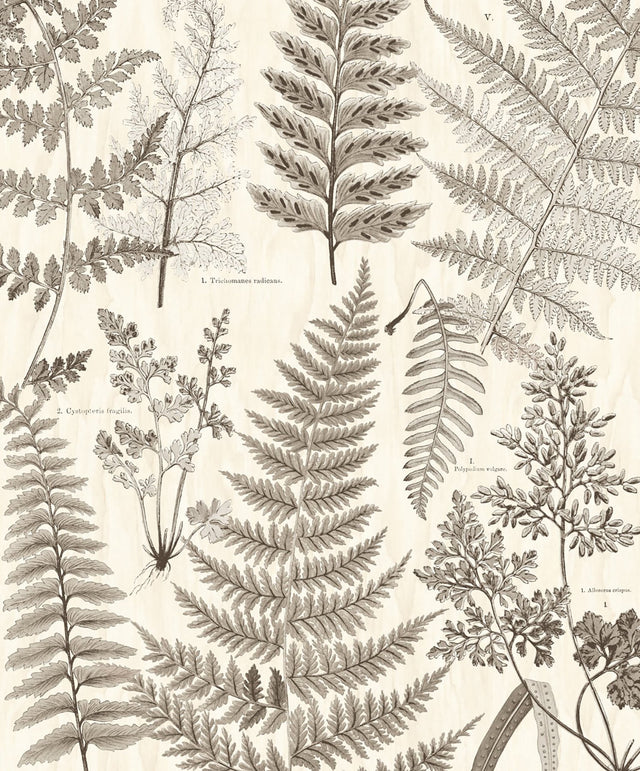 Herbarium Black Botanical Scenic Wall Mural - Eijffinger EJ366105