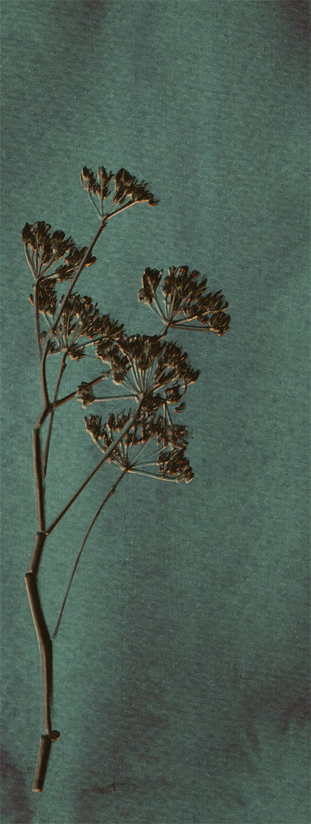 Heracleum Green Wall Mural with Floral Nature Motif - Eijffinger EJ379104