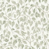 Hängbjörk Sage Vine Wallpaper by A-Street Prints featuring sage green layered leaves and winding brown vines on a soft white background