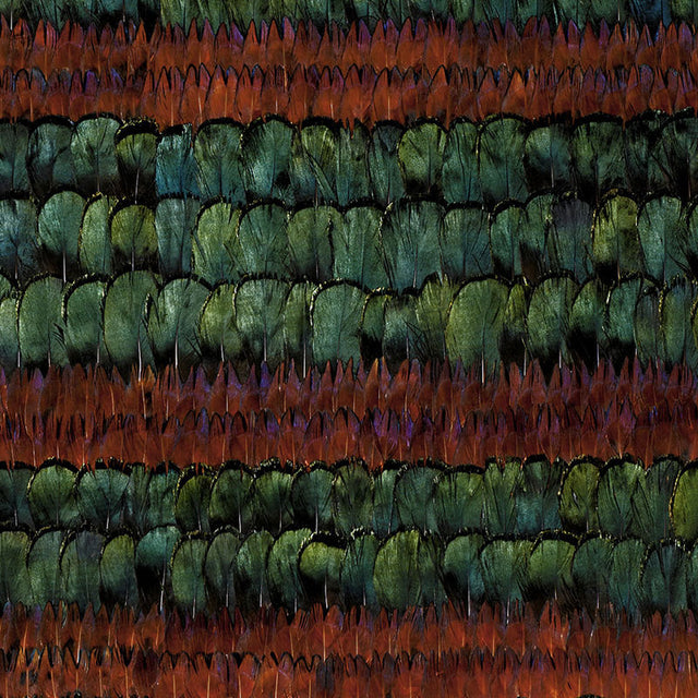 Grand Isle wallcovering in Peacock & Pheasant colorway, featuring hand-applied natural feathers in iridescent stripes.