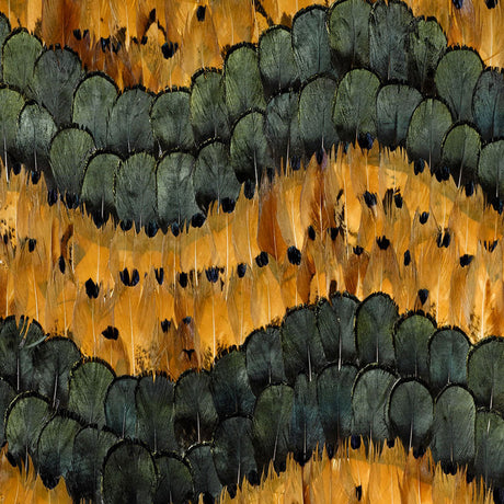 Golden Hill Citrine by Schumacher - a luxurious wallcovering featuring hand-applied natural feathers in a shimmering serpentine stripe pattern.