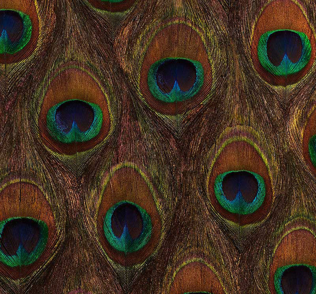 Peacock Ore wallcovering panel featuring natural peacock feathers in rich, iridescent colors by Schumacher.