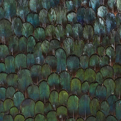 Close-up of Schumacher Jade wallcovering in Forest Green, featuring hand-applied natural feathers with an iridescent sheen.