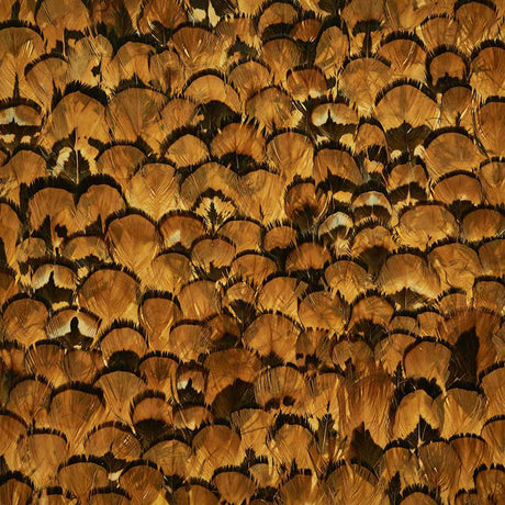 Limonite wallcovering in apricot colorway featuring a luxurious, hand-arranged feather pattern by Schumacher.