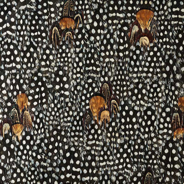 Argentite wallcovering panel with a graphic, textural spotted feather design in coral and black by Schumacher.