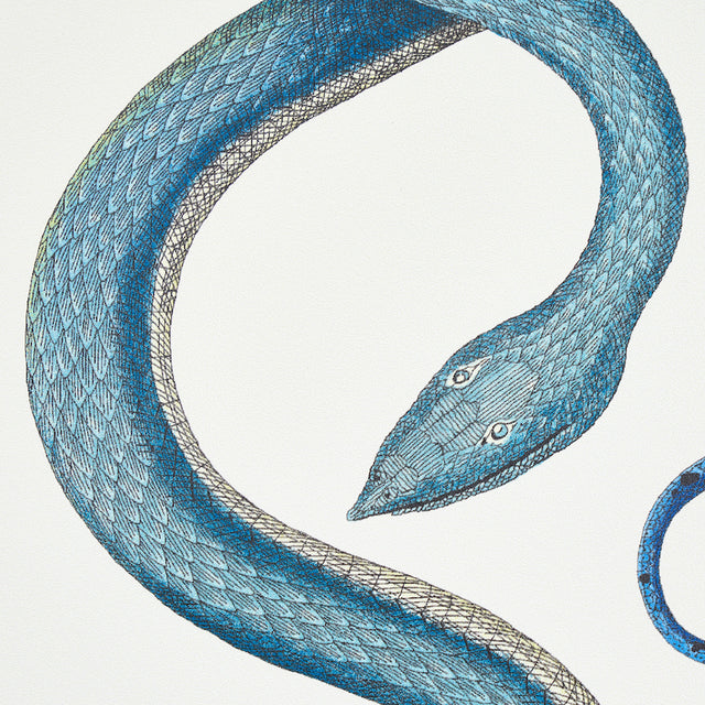 Giove Emerald & Sapphire by Schumacher Artistic Snake Wallpaper – CHARLAP HYMAN & HERRERO 5009460