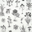 CABOT BOTANICAL LARGE wallpaper in ivory, featuring large-scale black botanical illustrations inspired by 18th-century scientific engravings.