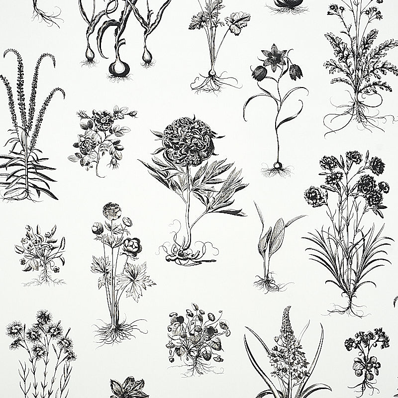 CABOT BOTANICAL LARGE wallpaper in ivory, featuring large-scale black botanical illustrations inspired by 18th-century scientific engravings.