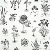 CABOT BOTANICAL LARGE wallpaper in ivory, featuring large-scale black botanical illustrations inspired by 18th-century scientific engravings.