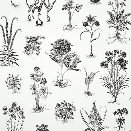 CABOT BOTANICAL LARGE wallpaper in ivory, featuring large-scale black botanical illustrations inspired by 18th-century scientific engravings.