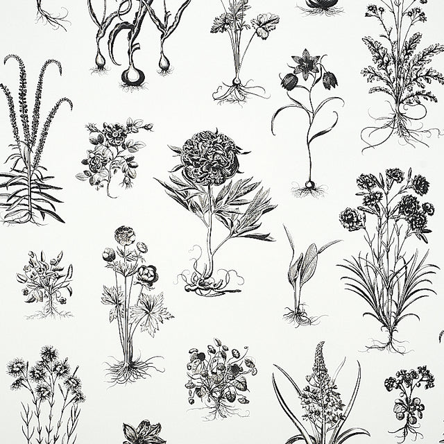 CABOT BOTANICAL LARGE wallpaper in ivory, featuring large-scale black botanical illustrations inspired by 18th-century scientific engravings.