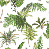 LES FOUGERES Botanical Fern Wallpaper in Document by Schumacher – 5010660