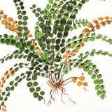 LES FOUGERES Botanical Fern Wallpaper in Document by Schumacher – 5010660