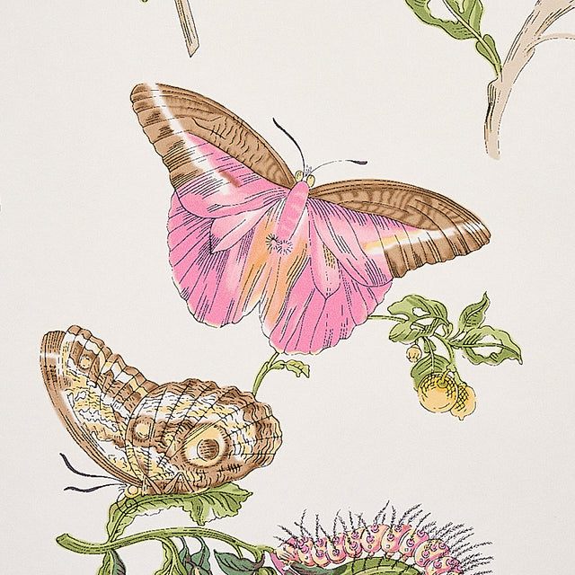 Baudin Butterfly Blush by Schumacher Botanical Butterfly Wallpaper – Schumacher 5010690