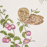Baudin Butterfly Blush by Schumacher Botanical Butterfly Wallpaper – Schumacher 5010690