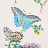 Baudin Butterfly Turquoise by Schumacher Botanical Butterfly Wallpaper – Schumacher 5010691
