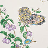 Baudin Butterfly Turquoise by Schumacher Botanical Butterfly Wallpaper – Schumacher 5010691