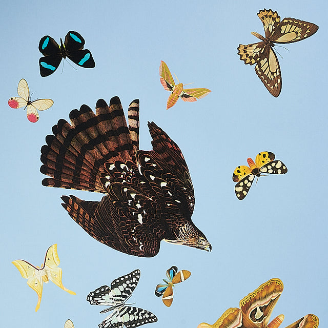 Queen's Flight Panel Set Sky by Peg Norriss Scenic Birds & Butterflies Wallpaper – Schumacher 5010865