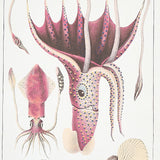 Bauhin Document Multi by Schumacher Botanical Bookplate Wallpaper – Schumacher 5012090