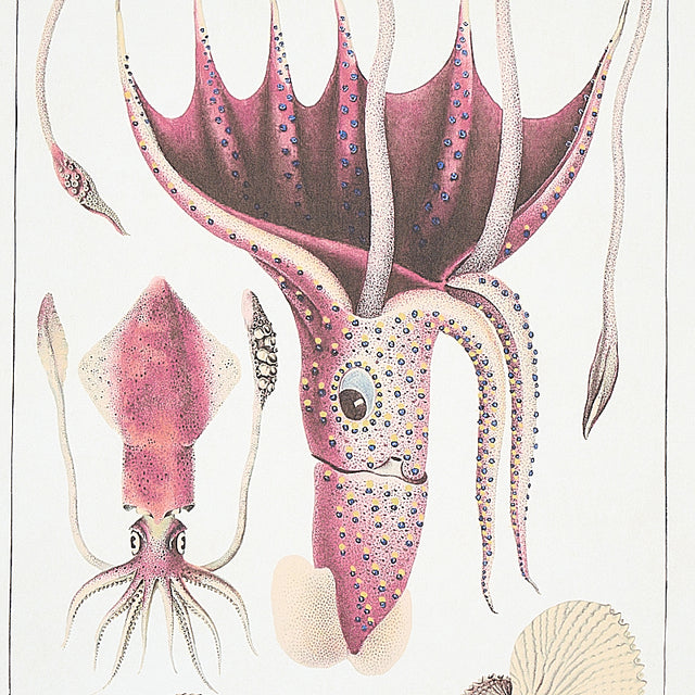 Bauhin Document Multi by Schumacher Botanical Bookplate Wallpaper – Schumacher 5012090