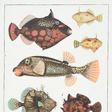 Bauhin Document Multi by Schumacher Botanical Bookplate Wallpaper – Schumacher 5012090