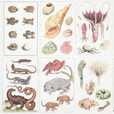 Bauhin Document Multi by Schumacher - botanical bookplate wallpaper with birds, insects, coral, trees, and natural world illustrations