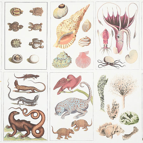 Bauhin Document Multi by Schumacher - botanical bookplate wallpaper with birds, insects, coral, trees, and natural world illustrations