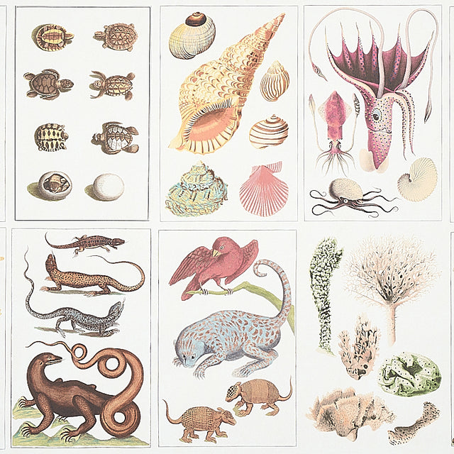 Bauhin Document Multi by Schumacher - botanical bookplate wallpaper with birds, insects, coral, trees, and natural world illustrations