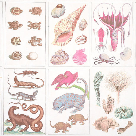 Bauhin Soft Multi by Schumacher - botanical bookplate style wallpaper with birds, insects, coral, trees, and natural world illustrations