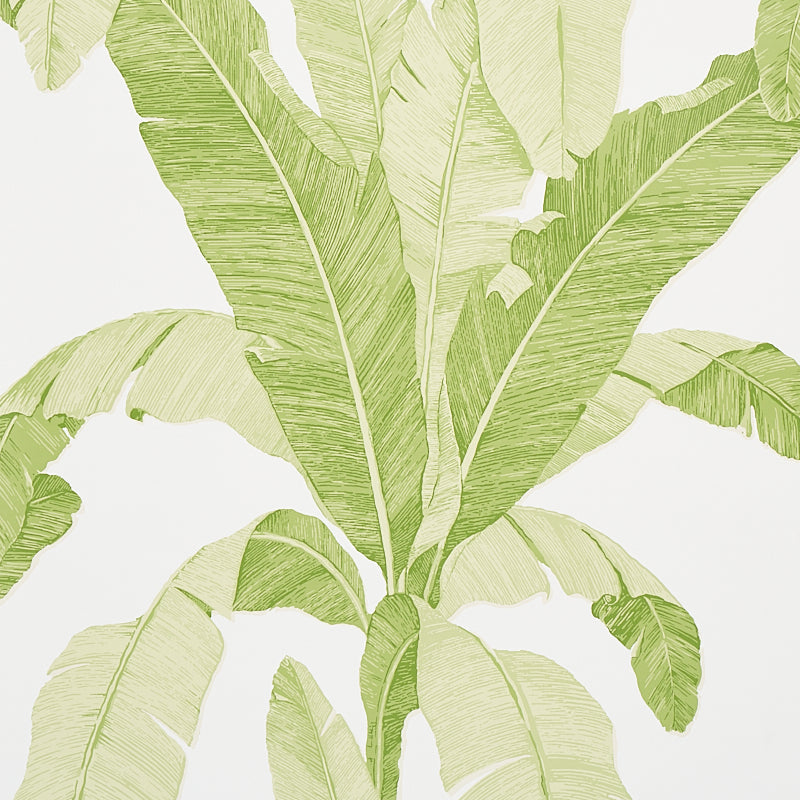 Large-scale banana leaf wallpaper in leaf green from Schumacher's Copacabana collection, shown in a bright, airy room setting.