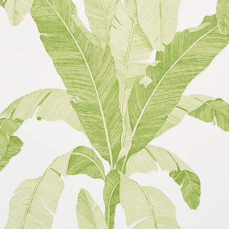 Large-scale banana leaf wallpaper in leaf green from Schumacher's Copacabana collection, shown in a bright, airy room setting.