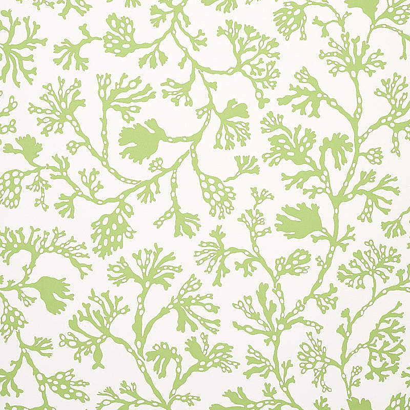 ANTHOZA wallpaper in green by Schumacher featuring a botanical seaweed-inspired pattern on a white background.