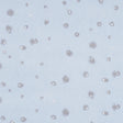 Stellar by Porter Teleo for Schumacher - blue celestial abstract wallpaper with comet and star motifs