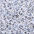 Superbloom Deep Blue by Backdrop, a small-scale floral wallpaper with hand-painted wildflowers in blue and white tones, shown in room and detail views.